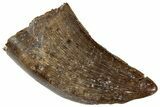 Serrated Tyrannosaur (Nanotyrannus?) Tooth - Wyoming #263424-1